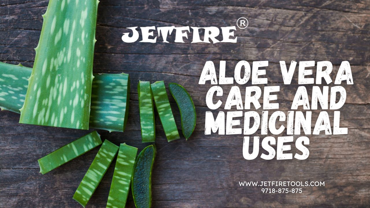 Aloe Vera Care and Medicinal Uses: The Ultimate Guide to Benefits & Growing 4 Aloe Vera Care and Medicinal Uses