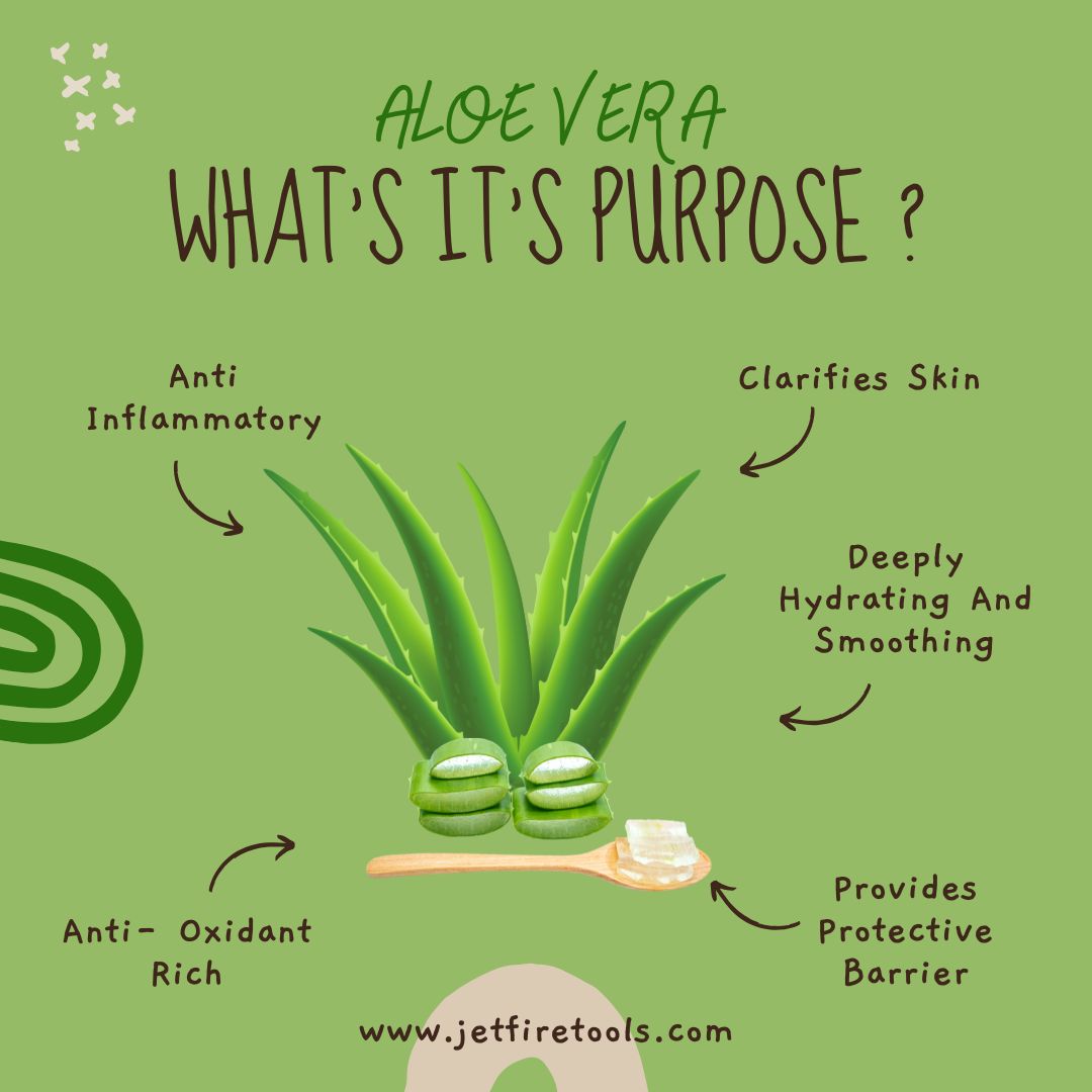Aloe Vera Care and Medicinal Uses: The Ultimate Guide to Benefits & Growing 2 Aloe Vera Medicinal Uses