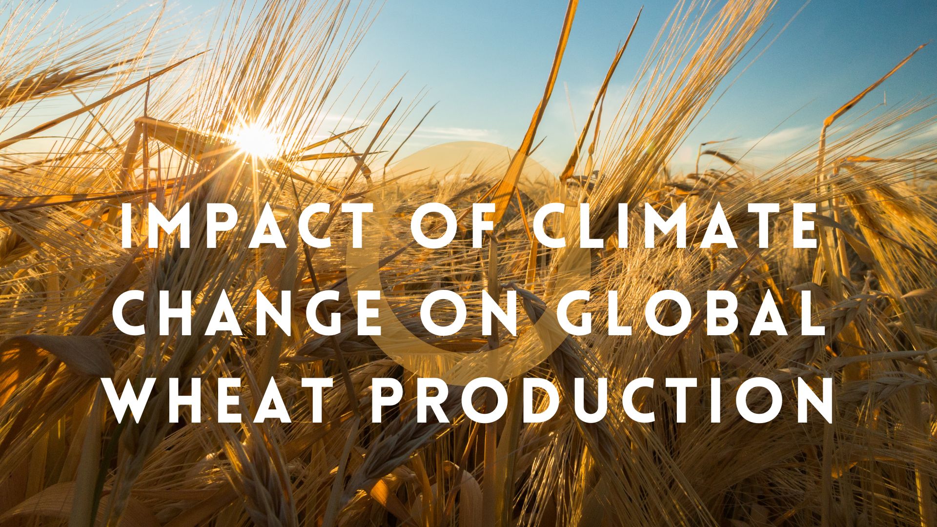 Impact of Climate Change on Global Wheat Production | 2026 Report 3 Impact of Climate Change on Global Wheat Production1