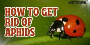 How to Get Rid of Aphids