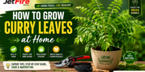 How to Grow Curry Leaves at Home